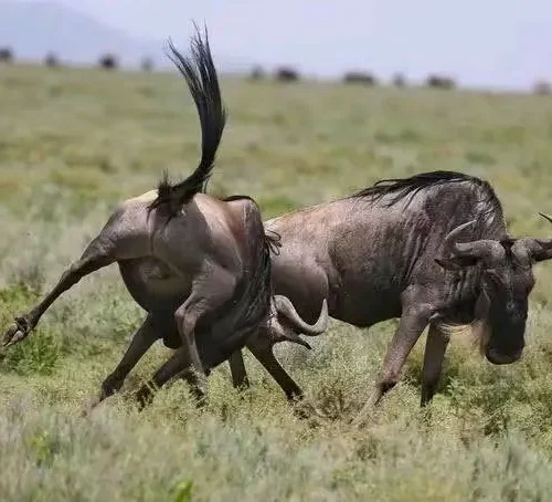Wildebeest in National park of Africa