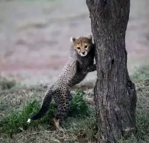 baby cheetah standing