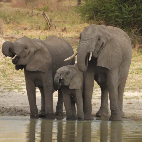 3 Days Tarangire & Ngorongoro Express Safari