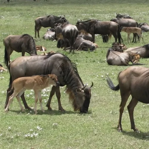 8 Days Ultra-Luxury Serengeti & Ngorongoro Migration Safari