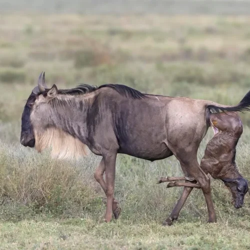 Wildebeest giving birth