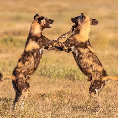Wild Dogs