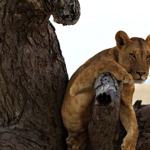 lion steering out