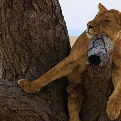 Ilion sleeping on a tree