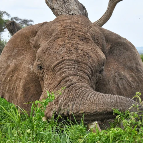beautiful-ancient-bull-elephant-in-amboseli-nation-2026-01-05-05-57-56-utc_result