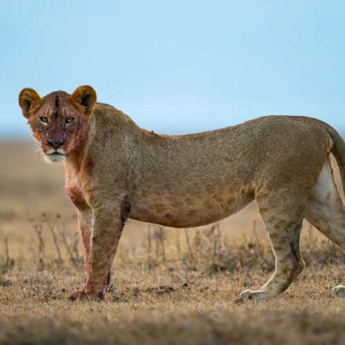 female-lion-standing-alert-in-dry-african-landscap-2026-03-26-10-22-12-utc_result