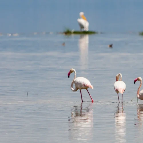 flamingos-in-the-amboseli-national-park-kenya-2026-01-09-14-24-02-utc_result
