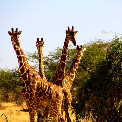 four-giraffes-in-the-african-savannah-kenya-2026-03-16-05-13-37-utc_result