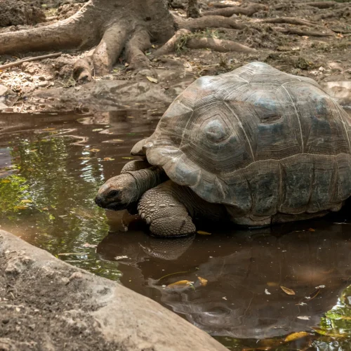 giant-tortoise-cooling-in-tropical-pond-2026-01-09-08-11-17-utc_result