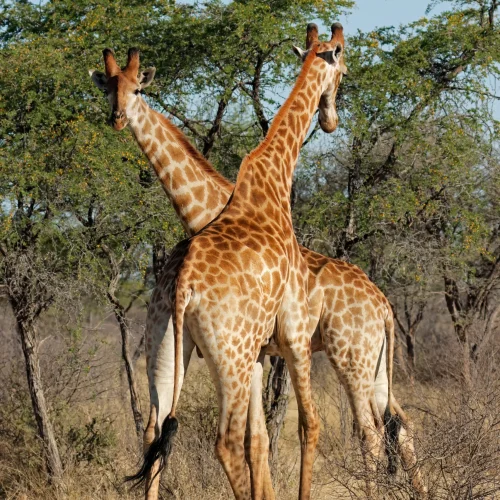 giraffes-in-natural-habitat-south-africa-2026-03-17-04-38-56-utc_result
