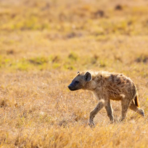 hyena-walking-through-golden-field-of-grass-2026-03-20-06-09-54-utc_result
